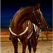 Nylon LED Horse Harness - CLICK TIK