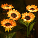 Sunflowers Solar Lawn Light - CLICK TIK